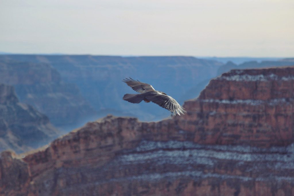 Grand canyon, eagle point